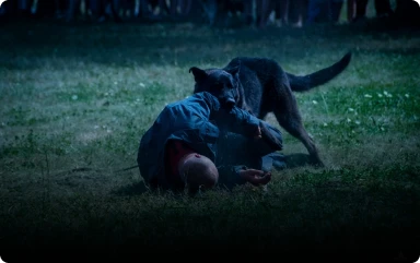 Dog Bites