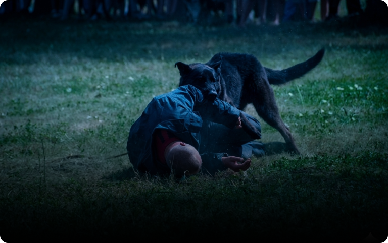 Animal Attacks